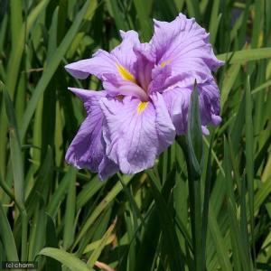 (ビオトープ)水生植物 花菖蒲 恋慕椿(レンボ...の詳細画像1