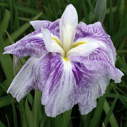 （ビオトープ）水生植物　花菖蒲　朝日雪（アサヒユキ）肥後系白地弁元紫八重（１ポット）（休眠状態）