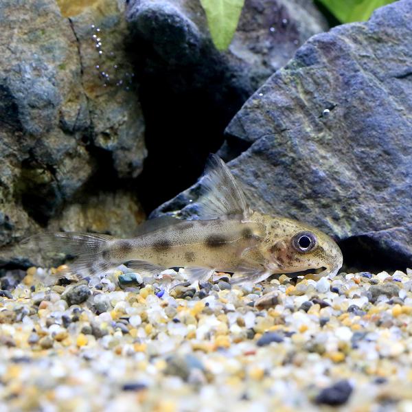 （熱帯魚）シノドンティス　コンギクス（１匹）　北海道・九州航空便要保温