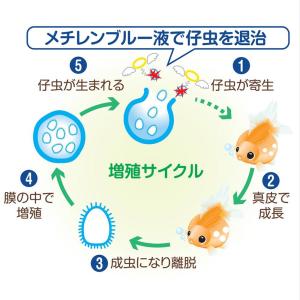 消費期限:2026年5月31日 動物用医薬品 ...の詳細画像3