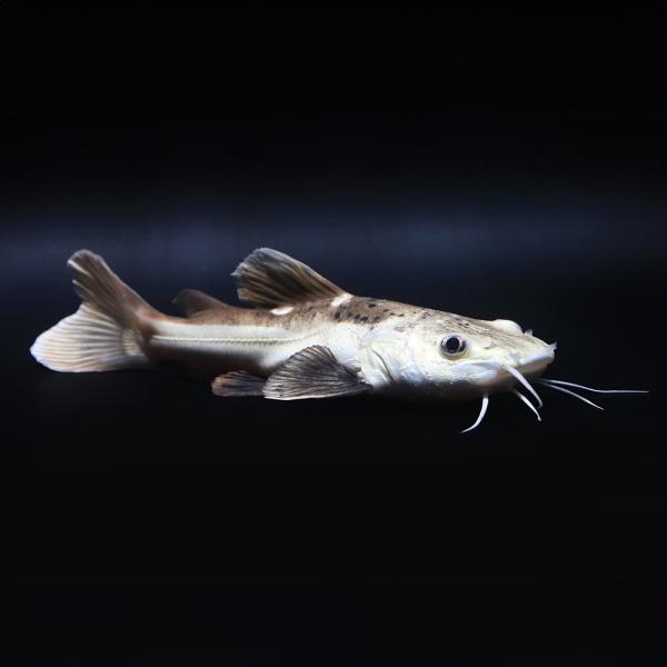 （熱帯魚）一点物　プラチナマーブルレッドテール・キャット（ブリード）（１匹）　北海道・九州航空便要保...