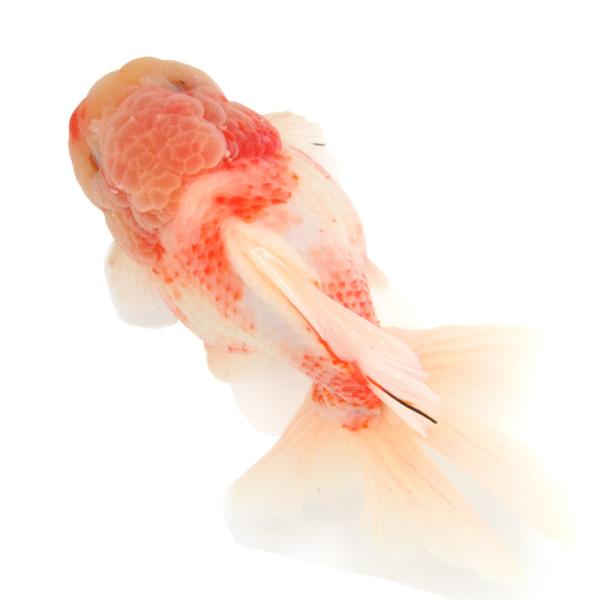 （金魚）一点物　オランダ獅子頭　ローズテール　１８ｃｍ±（中国産）（１匹）