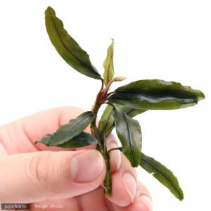 水草 ブセファランドラの商品一覧 通販 Yahoo ショッピング