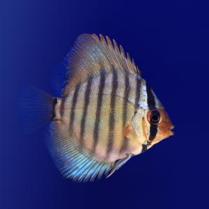 (熱帯魚)ワットレイ第三系統×イナヌロイヤルブ...の詳細画像1