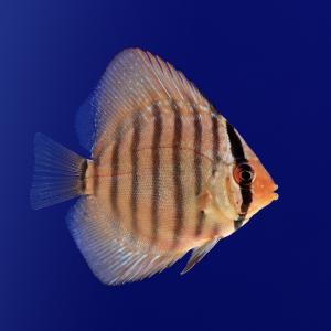 (熱帯魚)ワットレイ第三系統×イナヌロイヤルブ...の詳細画像2