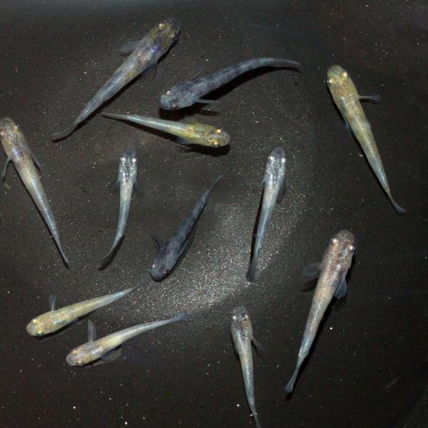 （めだか）無選別　和墨白銀三色メダカ　稚魚（５匹）