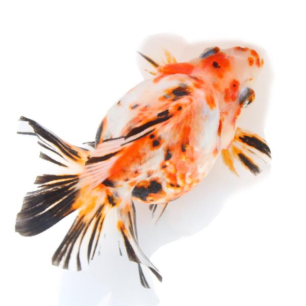 （金魚）一点物　ダルマ琉金　１５ｃｍ±（中国産）（１匹）