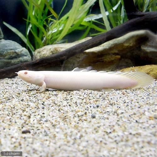 （熱帯魚）（Ｂ品）ポリプテルス・セネガルス　アルビノ　Ｍサイズ（１０〜１５ｃｍ）（１匹）　北海道・九...
