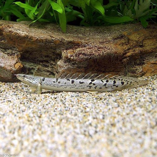 （熱帯魚）（Ｂ品）ポリプテルス　デルヘジィ　Ｍサイズ（約１０〜１５ｃｍ）（ブリード）（１匹）　北海道...
