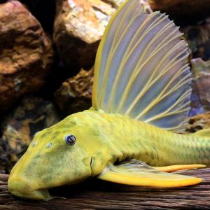 （熱帯魚）一点物　ゴールデンアンジェリカス・プレコ　フルゴールド（ワイルド）（１匹）　北海道航空便要保温