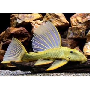 (熱帯魚)一点物 ゴールデンアンジェリカス・プ...の詳細画像1