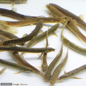 (淡水魚)死着保証なし 生餌 エサ用ドジョウ/...の詳細画像1
