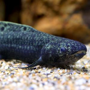 （熱帯魚）一点物　ネオケラトドゥス・フォルステリ（証明書付き）（１匹）　北海道・九州航空便要保温