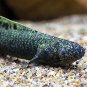 （熱帯魚）一点物　ネオケラトドゥス・フォルステリ（証明書付き）（１匹）　北海道・九州航空便要保温