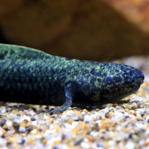 (熱帯魚)一点物 ネオケラトドゥス・フォルステリ...の商品画像