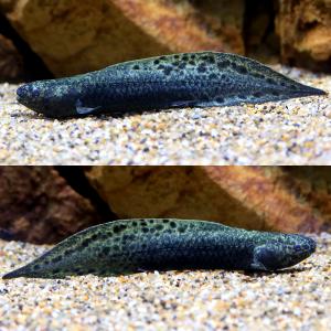 (熱帯魚)一点物 ネオケラトドゥス・フォルステ...の詳細画像1