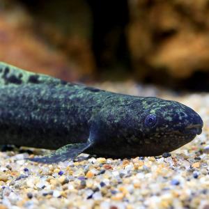 (熱帯魚)一点物 ネオケラトドゥス・フォルステリ...の商品画像