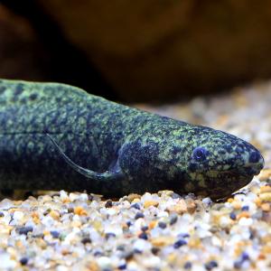 (熱帯魚)一点物 ネオケラトドゥス・フォルステリ...の商品画像