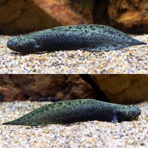 (熱帯魚)一点物 ネオケラトドゥス・フォルステ...の詳細画像1