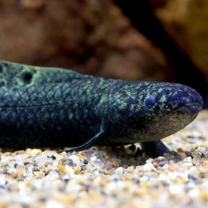 (熱帯魚)一点物 ネオケラトドゥス・フォルステリ...の商品画像