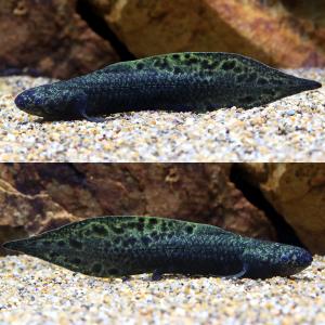 (熱帯魚)一点物 ネオケラトドゥス・フォルステ...の詳細画像1