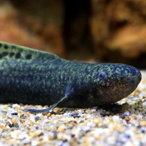 (熱帯魚)一点物 ネオケラトドゥス・フォルステリ...の商品画像