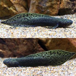 (熱帯魚)一点物 ネオケラトドゥス・フォルステ...の詳細画像1