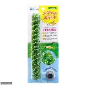 水作　メダカの産卵も（人工産卵藻）