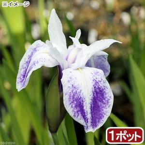 （ビオトープ）水生植物　カキツバタ　蛍雲（ホタルグモ）（１ポット）（休眠状態）