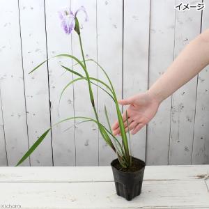 (ビオトープ)水生植物 カキツバタ 蛍雲(ホタ...の詳細画像1