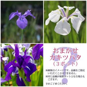 （ビオトープ）水辺植物　おまかせカキツバタ　３号（３ポットセット）