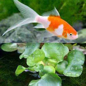 金魚和金とコメット　セット チャーム（charm） （国産金魚）コメット（1匹）＋キョーリン
