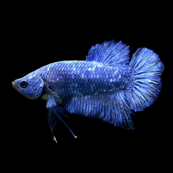 （熱帯魚）ベタ　ハーフムーンプラカット　ロイヤルブルー　オス（１匹）　北海道・九州航空便要保温