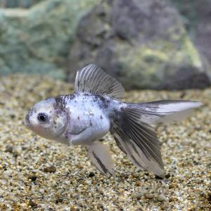 □（金魚）一点物　水墨オランダ獅子頭　ロングテール（中国産）約１０ｃｍ（１匹）