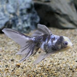 □（金魚）一点物　水墨オランダ獅子頭　ロングテール（中国産）約１０ｃｍ（１匹）