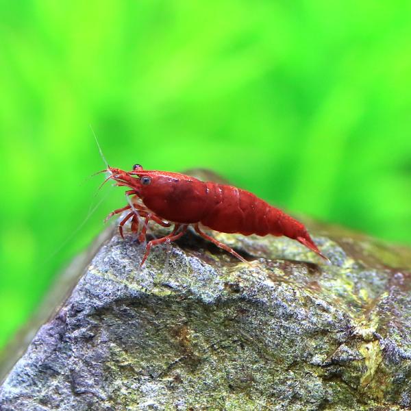 （エビ）ブラッディマリー・チェリーレッドシュリンプ（３匹）　北海道・九州航空便要保温