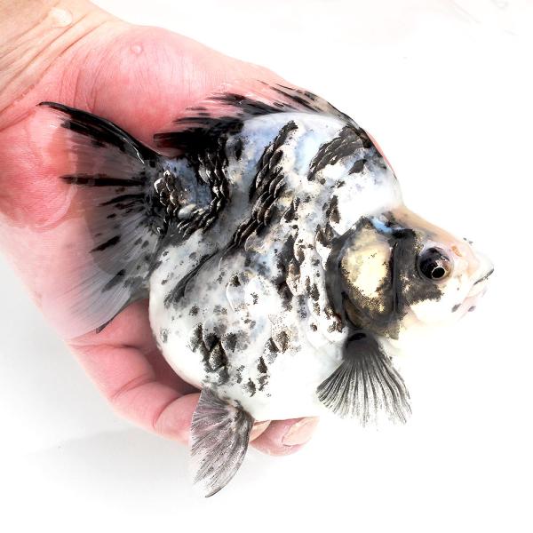 （金魚）一点物　白黒ダルマ琉金　約１３ｃｍ　雌（中国産）（１匹）　北海道・九州航空便要保温