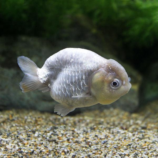 （金魚）瑪瑙らんちゅう　Ｍサイズ（中国産）（１匹）　北海道・九州航空便要保温