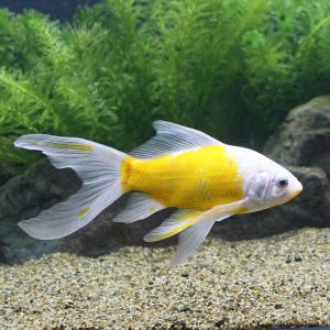 （国産金魚）一点物　黄桜　荻野養魚場産　約１５ｃｍ（１匹）　北海道・九州航空便要保温｜chanet