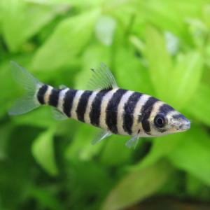 熱帯魚）ブラックバンデッドメチニス（ブリード）（1匹） 北海道