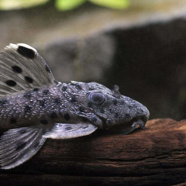 （熱帯魚）一点物　グレイ　トリム（ワイルド）（１匹）　北海道・九州航空便要保温