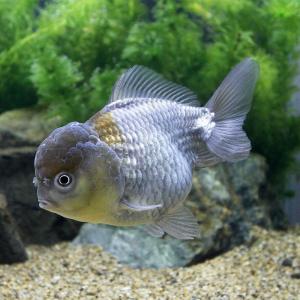 （金魚）一点物　青文魚　ショートテール（中国産）約１２ｃｍ（１匹）　北海道・九州航空便要保温｜chanet