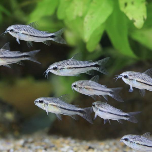 （熱帯魚）コリドラス・ピグミー（ブリード）（４匹）　北海道・九州航空便要保温