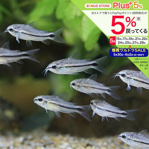 （熱帯魚）コリドラス・ピグミー（ブリード）（８匹）　北海道・九州航空便要保温