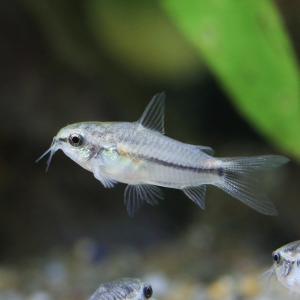 (熱帯魚)コリドラス・ピグミー(ブリード)(8...の詳細画像1