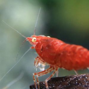 (エビ)ハイグレード レッドチェリーシュリンプ...の詳細画像3