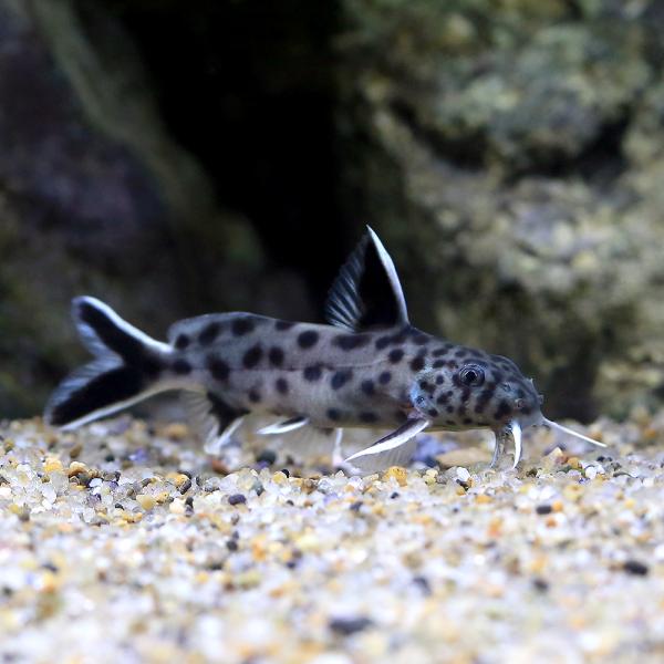 （熱帯魚）シノドンティス　ルキピンニス（１匹）　北海道・九州航空便要保温