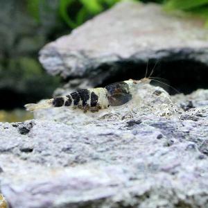 (エビ)スラウェシ マンボビーシュリンプ(10匹)の詳細画像1