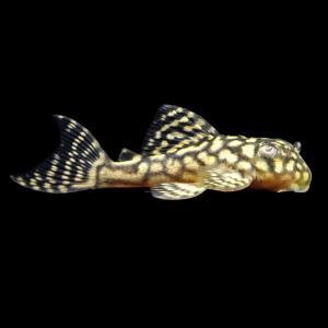 (熱帯魚)一点物 スターダスト・クラウンプレコ...の詳細画像1