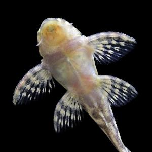 (熱帯魚)一点物 スターダスト・クラウンプレコ...の詳細画像2